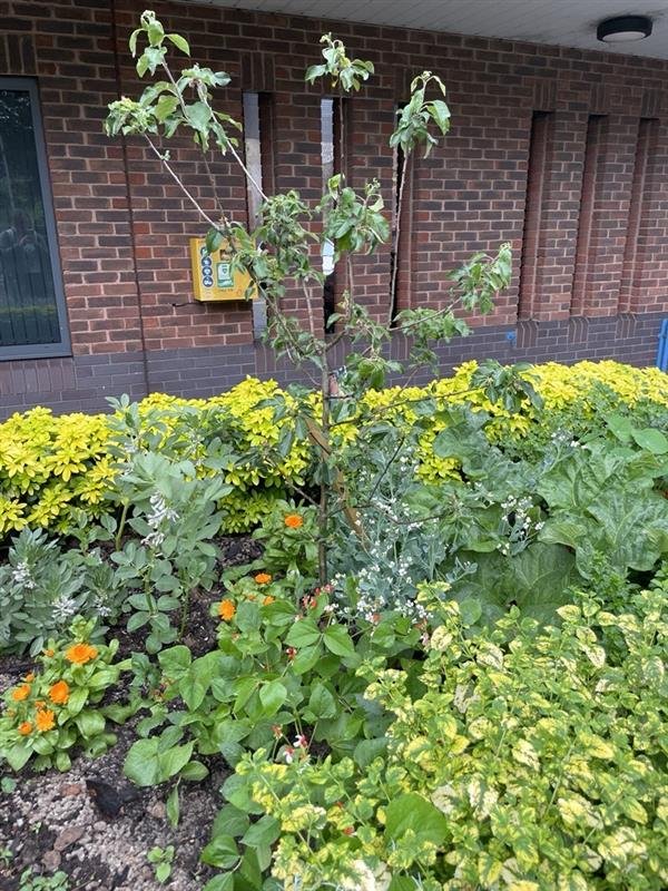 A newly planted young tree and flower bed beside a brick building