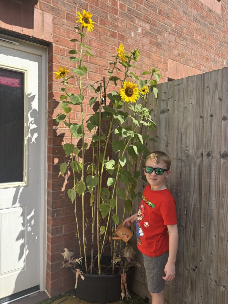 A boy standing beside sunflowers growing taller than him by a front door