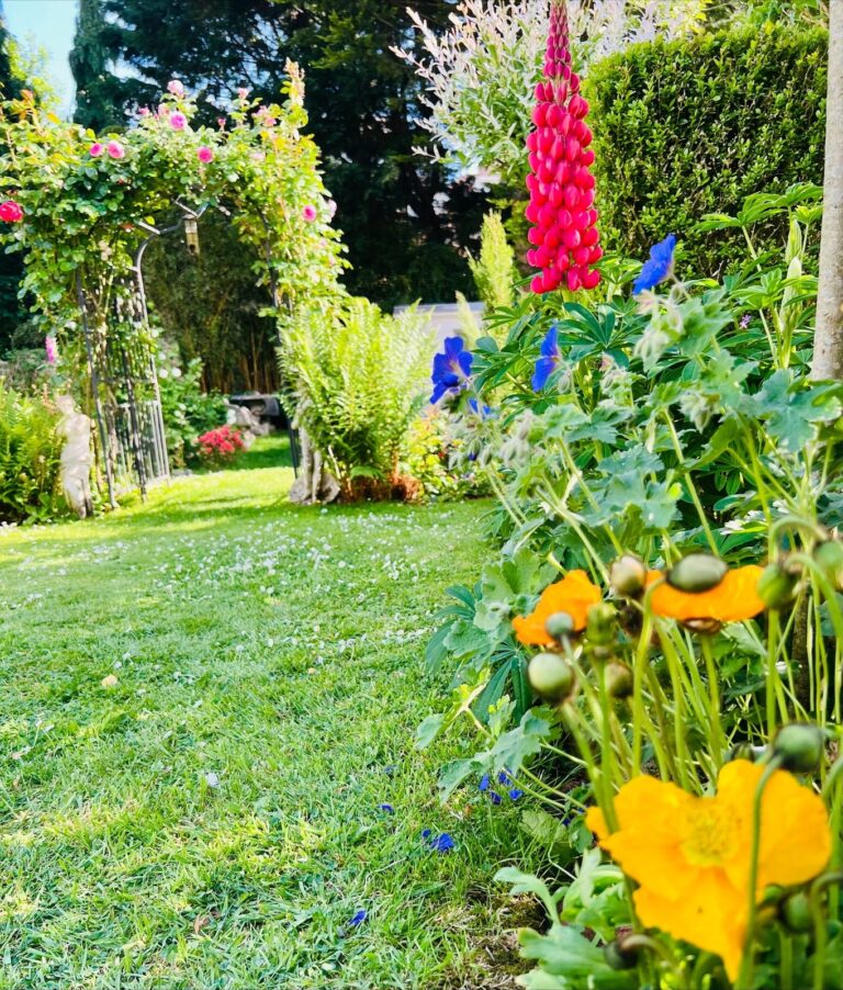 A garden in summer with lupins, poppies and a mown lawn